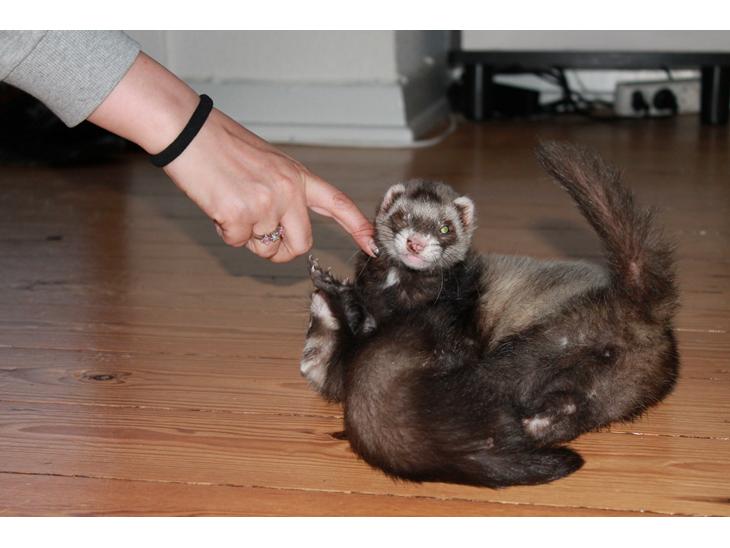 {{currentPhoto.altText}} billede {{currentPhoto.number}}