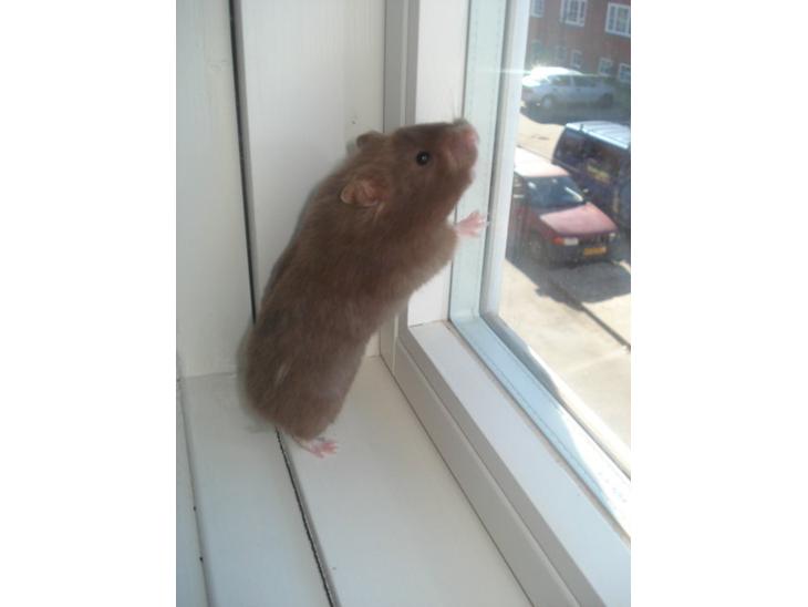 Hamster Simses Hyben billede 1