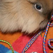 Kanin Cookie Aka. Geden