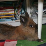 Kanin Cookie Aka. Geden