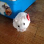 Hamster Speedy R.I.P
