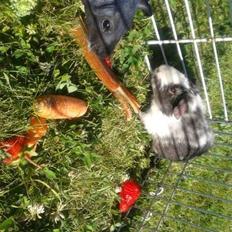 Marsvin Au Naturels Oops Upside Your Head