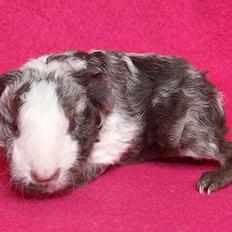 Marsvin Au Naturels Oops Upside Your Head