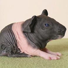 Marsvin Au Naturel´s Jumbo Jet