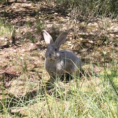 Kanin Børge *Belgisk Kæmpe*