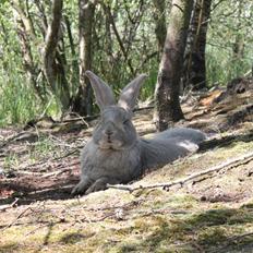 Kanin Børge *Belgisk Kæmpe*