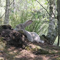 Kanin Børge *Belgisk Kæmpe*