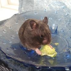 Hamster Tusse´s Toffifee