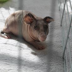 Marsvin | Timmy von Harlekin