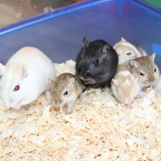 Ørkenrotte Tøssen solgt