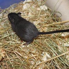 Ørkenrotte Blackie solgt