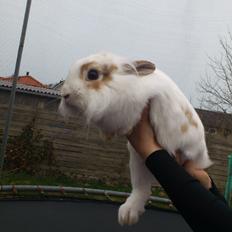 Kanin Simba<3
