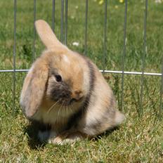 Kanin Aras´ Prins Pelle