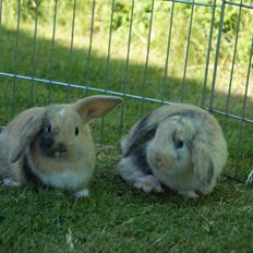 Kanin Aras´ Prins Pelle