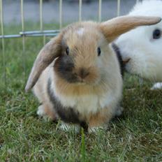 Kanin Aras´ Prins Pelle