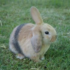 Kanin |DV| Aras´ Prins Pedro