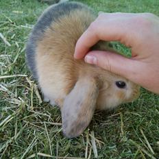 Kanin |DV| Aras´ Prins Pedro