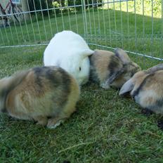 Kanin |DV| Aras´ Prins Pedro