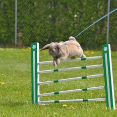 Kanin Rosas Costa Del Sol *R.I.P*