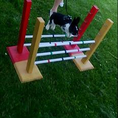 Kanin Star Dust(Dusty)<3<3