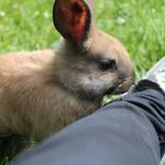 Kanin Sommerly's Sigrid Undset