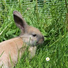 Kanin Sommerly's Sigrid Undset