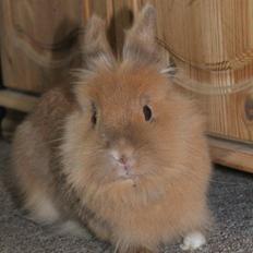 Kanin Gloria |Løvehoved| Solgt