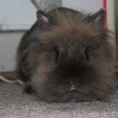 Kanin Noelle |Løvehoved| Solgt