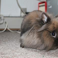 Kanin Noelle |Løvehoved| Solgt