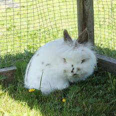 Kanin Princess Leia |Løvehoved| Solgt