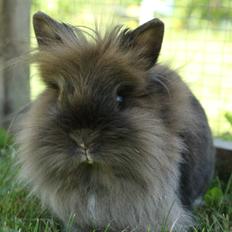 Kanin Noelle |Løvehoved| Solgt