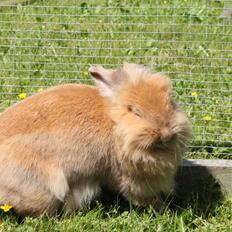 Kanin Gloria |Løvehoved| Solgt