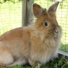 Kanin Gloria |Løvehoved| Solgt