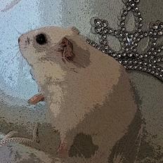 Dværghamster Trille - R.I.P :'(