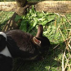 Kanin Errebos Merida [hermelin]