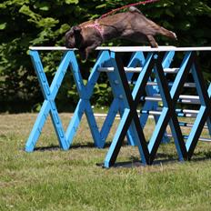 Kanin CAs Arecurius Midir