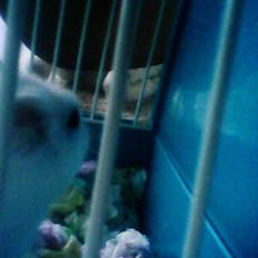 Dværghamster Vanilje