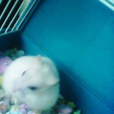 Dværghamster Vanilje