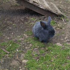 Kanin Blåbær <3 Solgt