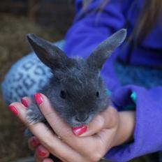 Kanin Blåbær <3 Solgt