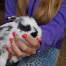 Kanin Stracciatella <3