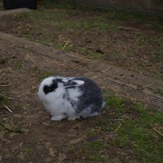 Kanin Stracciatella <3