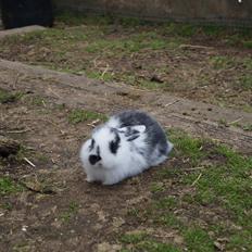 Kanin Stracciatella <3