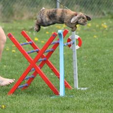 Kanin | Jordbærgårdens MaPi Pinky Ponken 