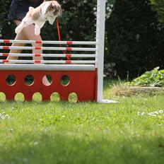 Kanin Kaninbyens Dreaming Parade