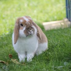 Kanin Kaninbyens Dreaming Parade