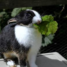 Kanin Errebos Merida [hermelin]