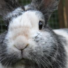 Kanin Sofus | Blanding