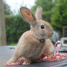 Kanin Blancos Epata Neferirkare Kakai