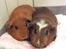 Marsvin R.I.P Stella 08/11/13 - Stella sammen med Rikki